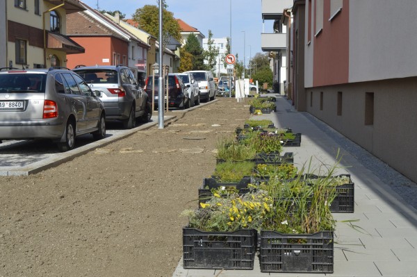 Ulici Pravoslava Veselého rozzáří na jaře tisíce květů. Začala další etapa výsadeb