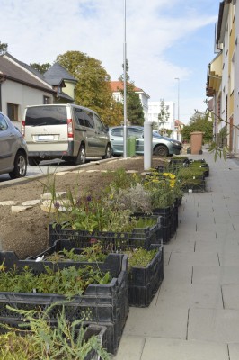 Ulici Pravoslava Veselého rozzáří na jaře tisíce květů. Začala další etapa výsadeb