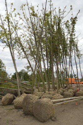 Stezku na Velkomoravské ulici oživí nová výsadba