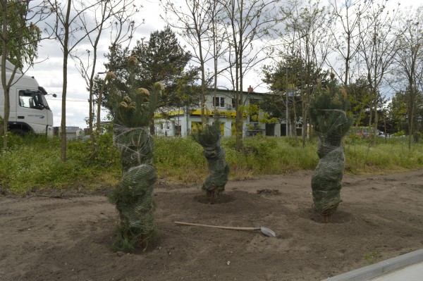 Stezku na Velkomoravské ulici oživí nová výsadba