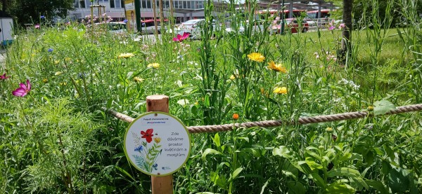 Květnatý trávník potěší oči kolemjdoucích i užitečný hmyz