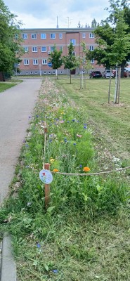 Květnatý trávník potěší oči kolemjdoucích i užitečný hmyz
