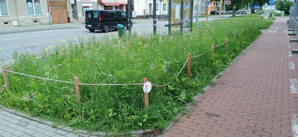 Květnatý trávník potěší oči kolemjdoucích i užitečný hmyz