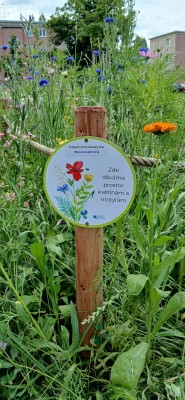 Květnatý trávník potěší oči kolemjdoucích i užitečný hmyz