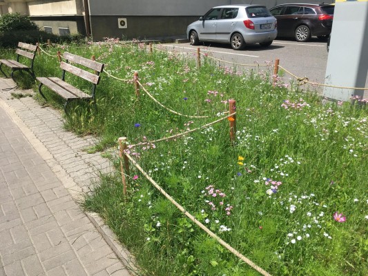 Květnatý trávník potěší oči kolemjdoucích i užitečný hmyz