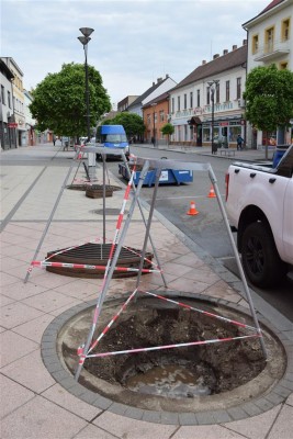 Na Národní třídu a náměstí se vracejí stromy