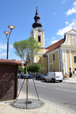 Na Národní třídu a náměstí se vracejí stromy