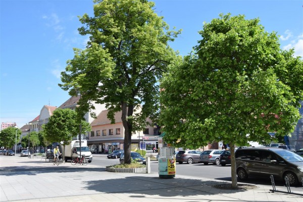 Na Národní třídu a náměstí se vracejí stromy