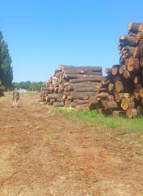 Kalamitní dřevo se v podobě mobiliáře vrátí zpět