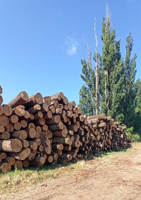 Kalamitní dřevo se v podobě mobiliáře vrátí zpět