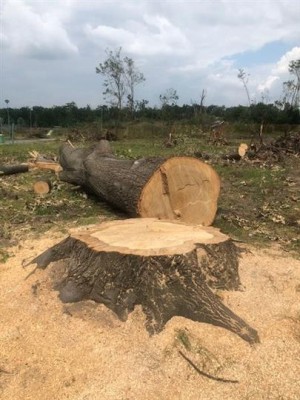 Kalamitní dřevo se v podobě mobiliáře vrátí zpět