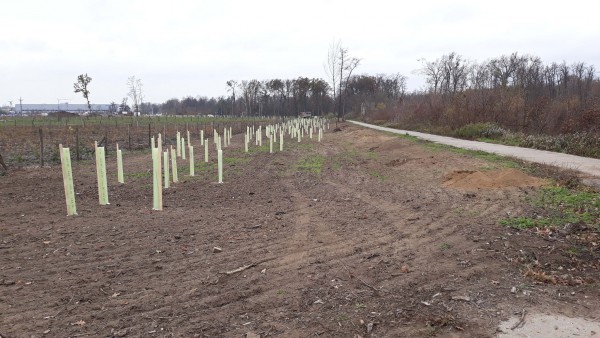 Výsadby příměstského lesa se blíží do finále