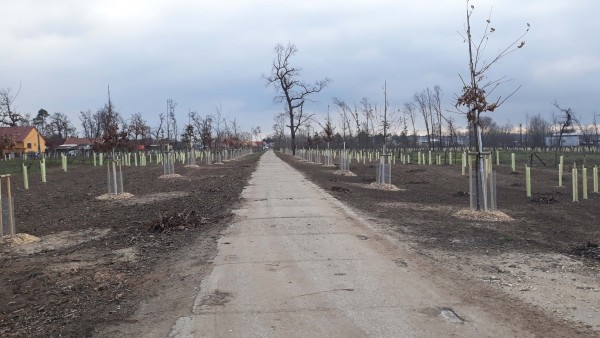 Výsadby příměstského lesa se blíží do finále