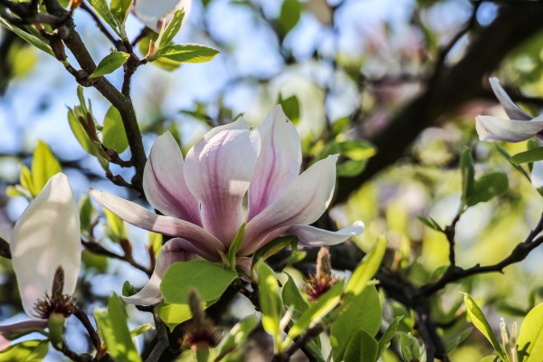 Kvetoucí Hodonín 2022