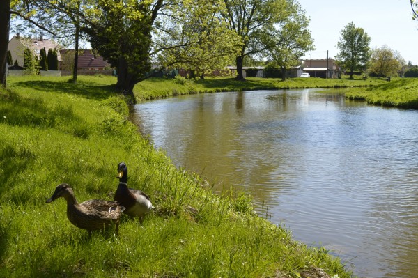 Vrcholí přípravy k vyhlášení architektonicko-krajinářské soutěže Obnova břehů Staré Moravy