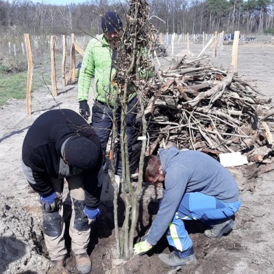 Začaly výsadby v dětském městečku