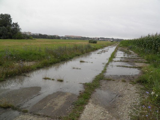 Polní cesta Očovské louky