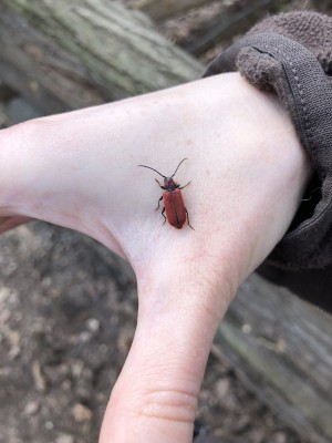 V příměstském lesoparku zaujmou nová broukoviště