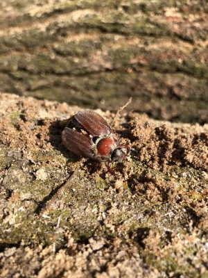V příměstském lesoparku zaujmou nová broukoviště