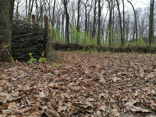 V příměstském lesoparku zaujmou nová broukoviště