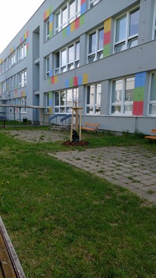 Vegetační úpravy - sportovní zahrada, hrušeň