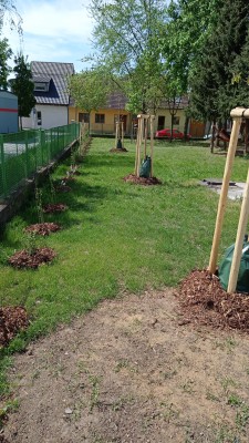 Vegetační úpravy - výzkumná loučka, keře (maliník, rybíz, angrešt...), třešeň, švestka, jabloň